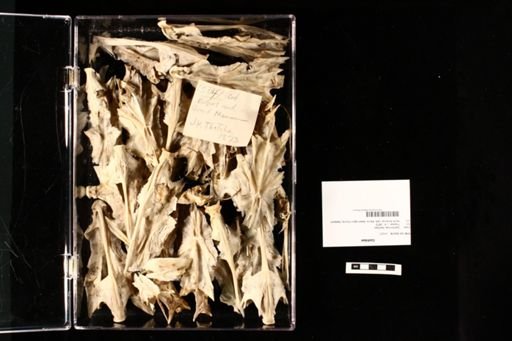 Gadidae