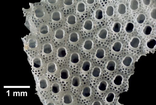 Cryptosula pallasiana