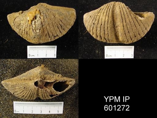 "Spirifer" intermedius