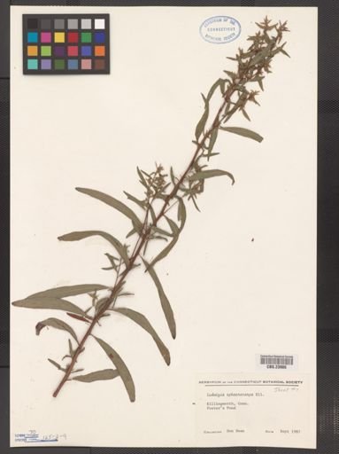 Ludwigia sphaerocarpa