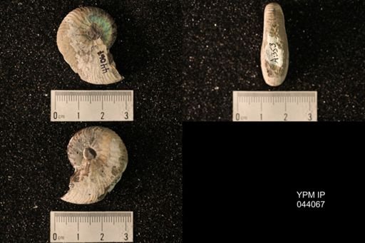 Hoploscaphites nicolletii
