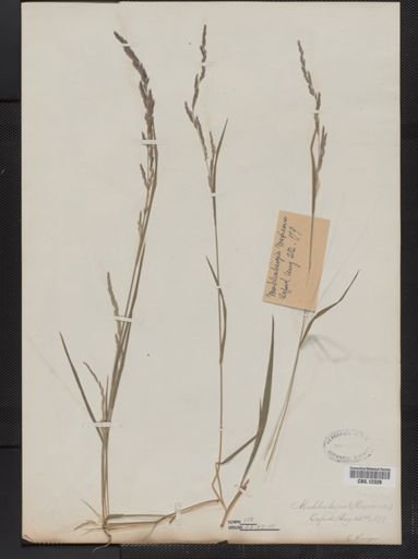 Muhlenbergia frondosa
