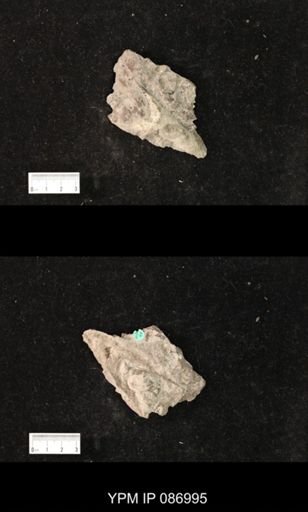 undet. Nautiloidea