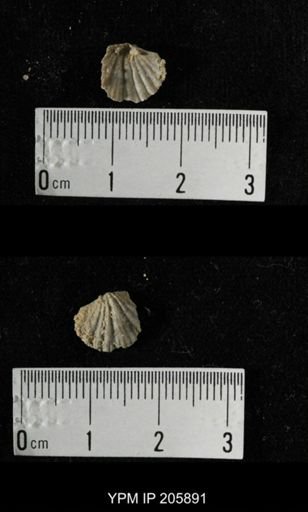 Neospirifer sp.