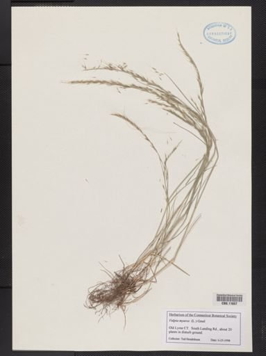 Vulpia myuros