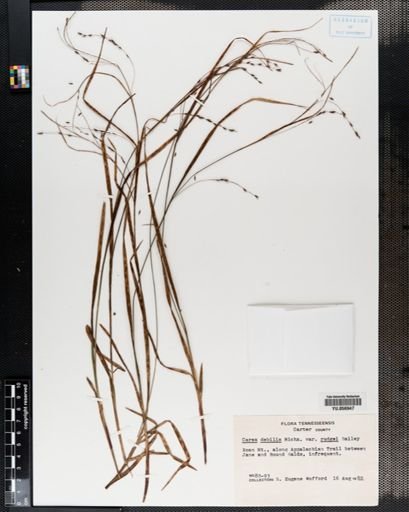 Carex debilis var. rudgei