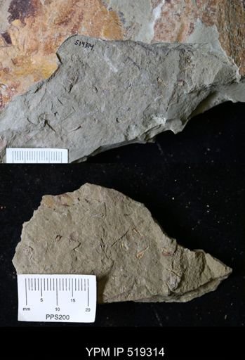 undet. Eocrinoidea
