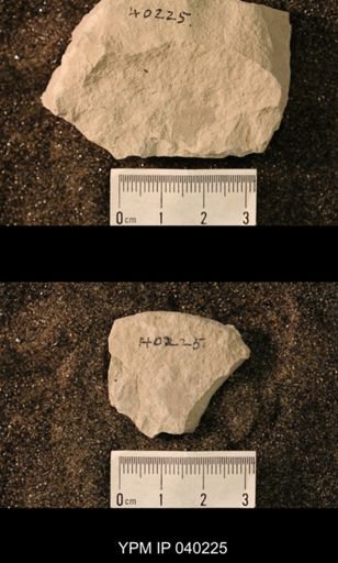 Hexapoda