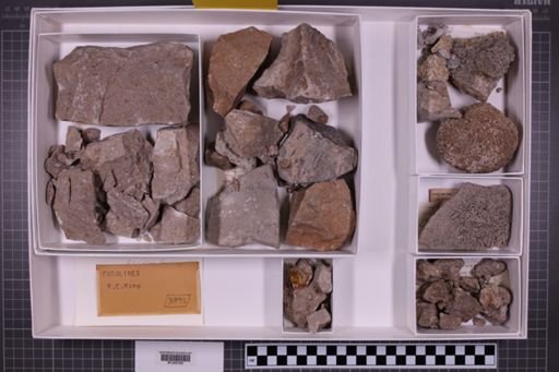 mixed taxa, stratigraphic collection
