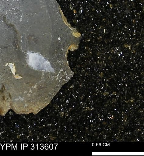 undet. Mollusca