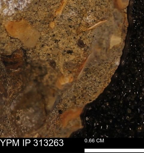 Corbicula