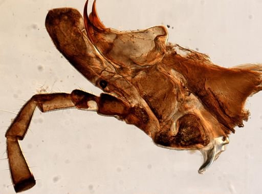 Melanoplus femurrubrum