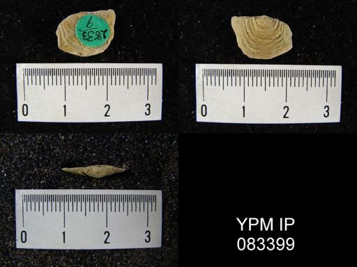 Leptaena rhomboidalis