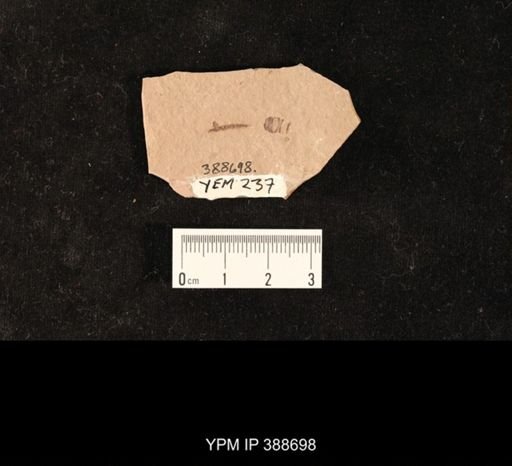 undet. Hexapoda