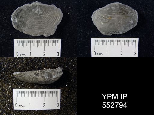 Plicatifera plicatilis