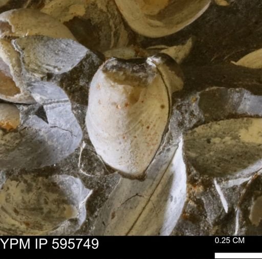 Protocardia sp.