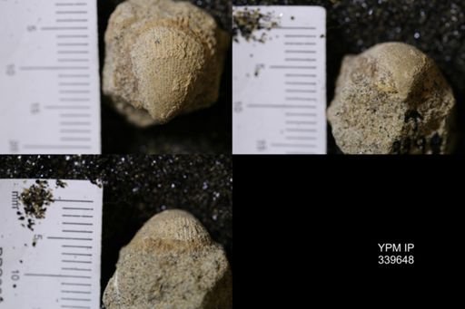 Cardium whitei