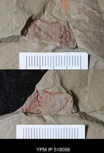 undet. Stylophora