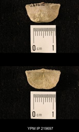 Chonetes granulifer