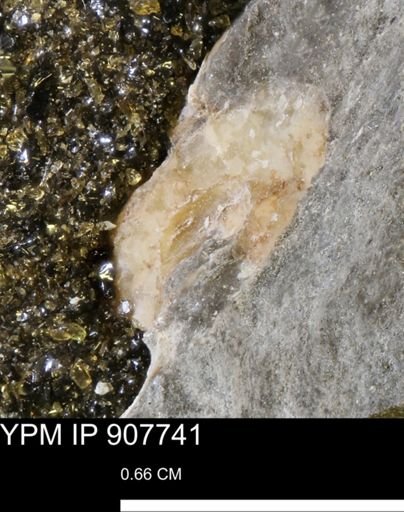 undet. Mollusca