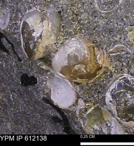 undet. Bivalvia