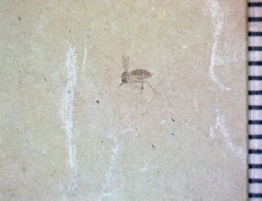 undet. Diptera