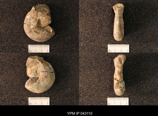 Hoploscaphites nicolletii