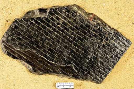 Sigillaria mammillaris