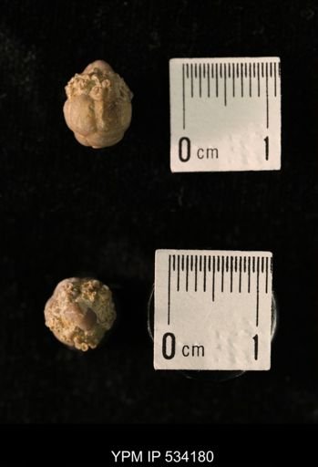 Talarocrinus sp.
