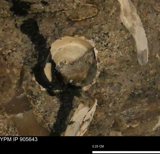 undet. Gastropoda