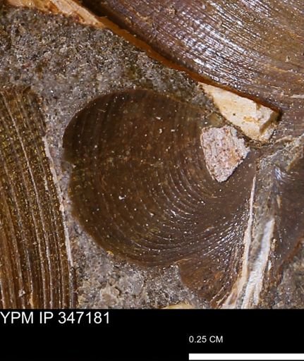 Limopsis striatopunctatus