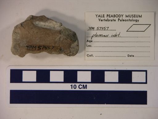 Pterodactylidae