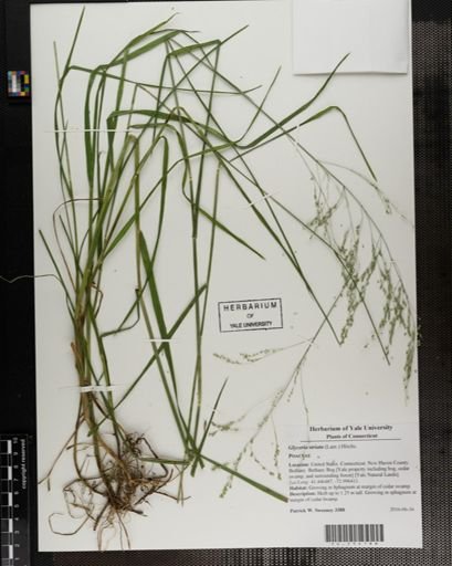 Glyceria striata