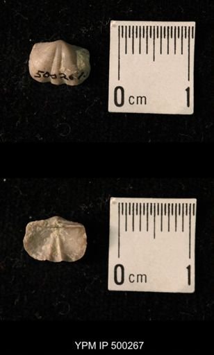 Mesolobus mesolobus decipiens