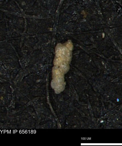 Verneuilinoides kansasensis