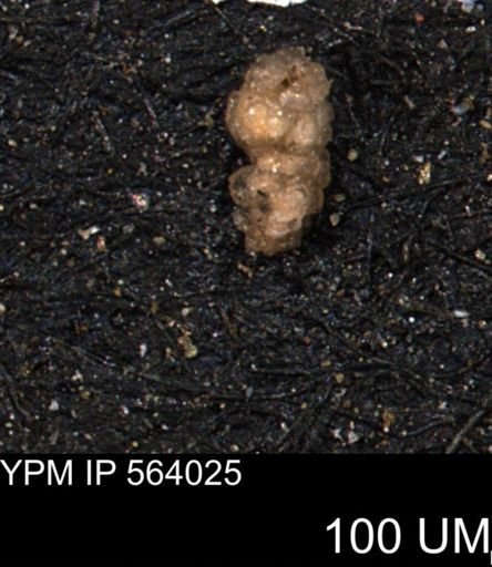 Verneuilinoides hectori
