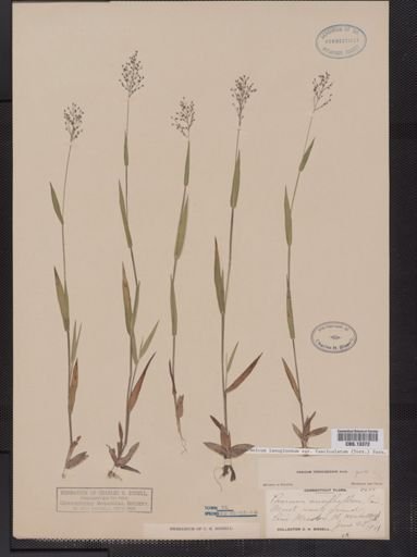 Panicum lanuginosum