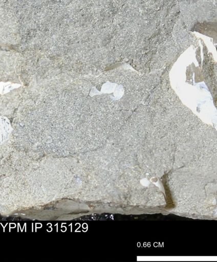 undet. Gastropoda