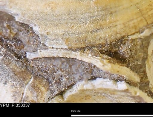 Limopsis striatopunctatus