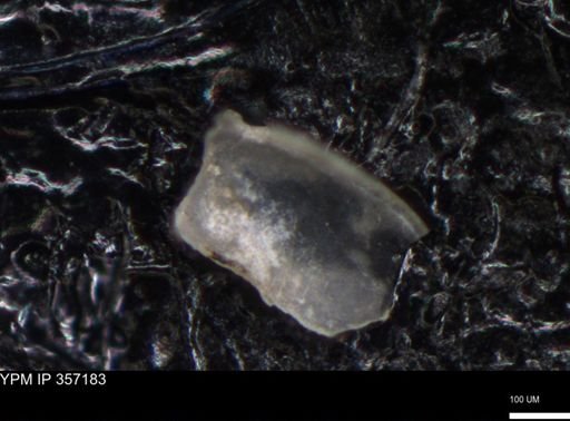 undet. Ostracoda
