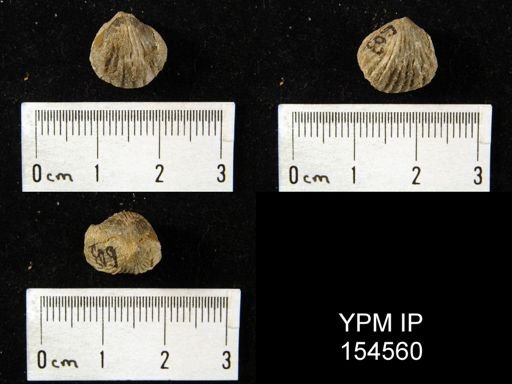 Rhynchotrema inaequivalis