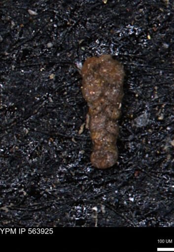 Ammobaculites euides