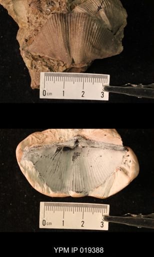 Cyrtospirifer inermis