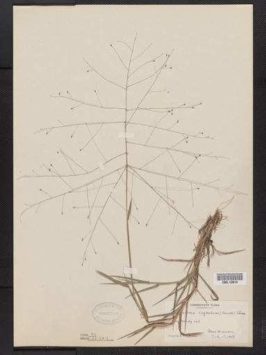 Digitaria cognata