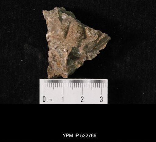 Tricrepicephalus coria