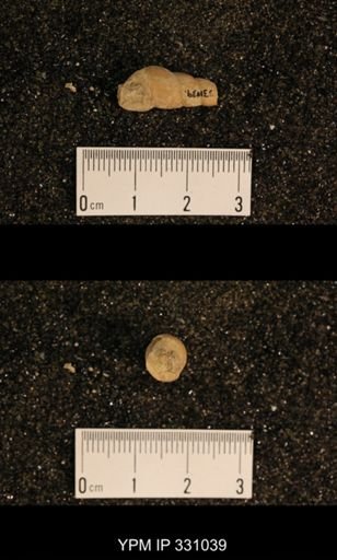 Meekospira sp.