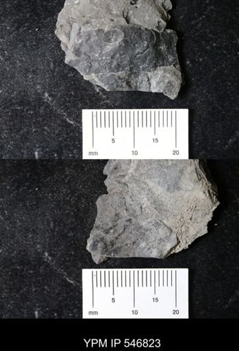 undet. Eurypterida