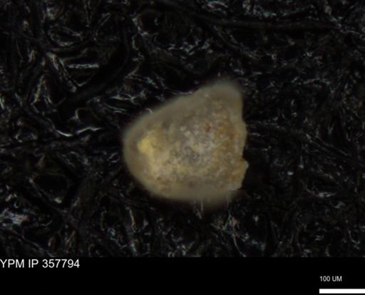 undet. Foraminiferida