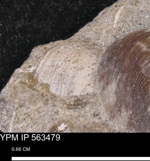 Limopsis striatopunctatus
