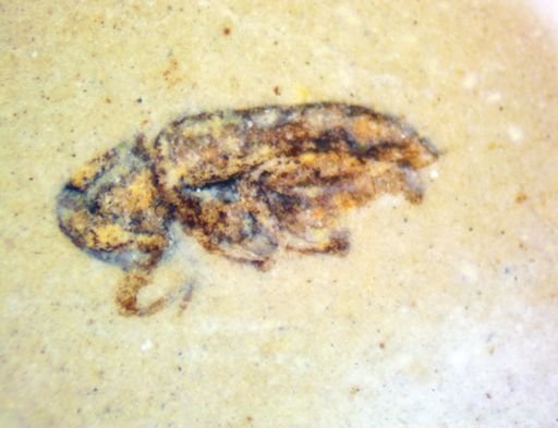 undet. Coleoptera